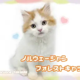 【 ノルウェージャンフォレストキャット 】可愛さをギュッとつめ込んだおっとり男子