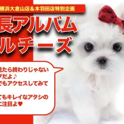 【マルチーズのアルバム】タイニーサイズの両親から誕生したマルチーズちゃん