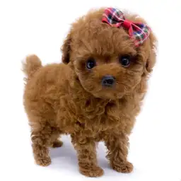 トイ・プードル