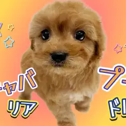 【 MIX犬 】人気急上昇のキャバリアMIX!希少なキャバプーちゃんの登場!