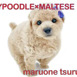 【 MIXマルプー 】MIX界では人気NO.1！アプリコットのイケメン王子様！！