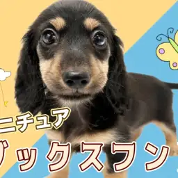 【 ミニチュアダックスフント 】短足代表の元気印!笑顔が似合う美少女!