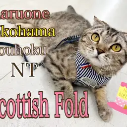 【 スコティッシュフォールド 】スコちゃん1歳お誕生日