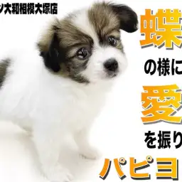 【 パピヨン 】蝶が舞う様に大きな耳がポイント!優しく懐っこい性格は癒しの極み!