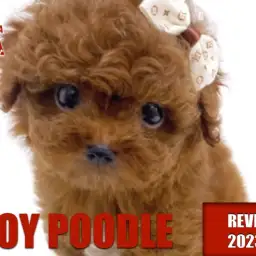 【 トイプードル 】輝く瞳!!!小さめサイズの毛量抜群な男の子!
