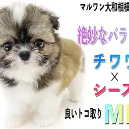 【 MIX 】チワワとシーズーのミックス犬は可愛く、絶妙なバランスのルックス!