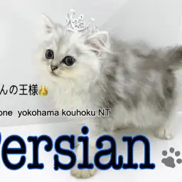 【 ペルシャ 】可愛さギュッと詰め込んだ猫の王様ペルシャくん