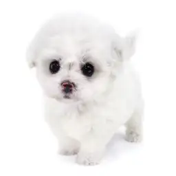 ビションフリーゼ