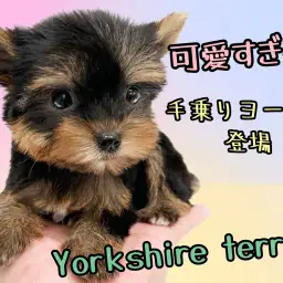 【 ヨークシャーテリア 】ハイクラスなルックス!小さめサイズの手乗りヨーキー
