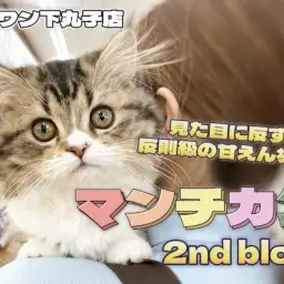 【 マンチカン 】美貌な容姿と甘えん坊な性格のギャップに注目の2ndブログ!