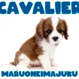 【 キャバリア 】幸せを運ぶ王道ブレンハイムカラーの癒し系男子が聖地に降臨！