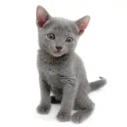 ロシアンブルー