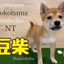 【 豆柴 】ミニマムサイズの豆ちゃん4ヶ月の成長