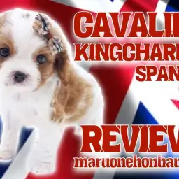 【 キャバリア 】まるで貴公子！おっとり温厚ブレナムスポットにも注目！！