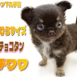 【 チワワ 】生後2ヶ月で体重490gの小さめサイズ！濃厚チョコタンカラーが特徴