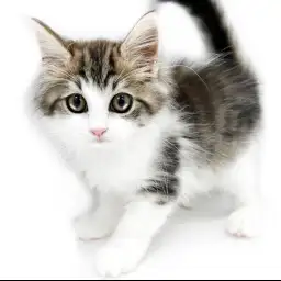 ノルウェージャンフォレストキャット