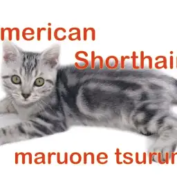 【 アメリカンショートヘアー 】人懐こさ抜群のイケメンボーイ！！