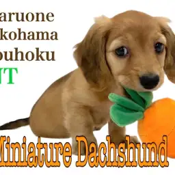 【 ミニチュア・ダックスフント 】上目遣いにキュン!胴長短足プリンセス