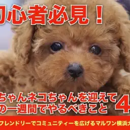 初心者必見!ワンちゃんネコちゃんを迎えて最初の一週間でやるべきこと4選!