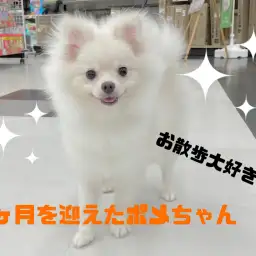 【 ポメラニアン 】7ヶ月を迎えたポメちゃん!店内お散歩風景!