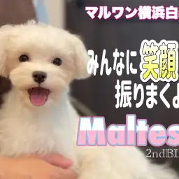 【 マルチーズ 】超が付くほどお利口さんに成長中!愛嬌抜群の愛され女の子