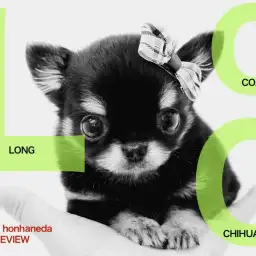 【 チワワ 】都内ナンバーワンの可愛さ!マロ眉毛のキューティーガール登場!