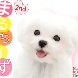 【 マルチーズ 】まっしろ純白の小さな天使ちゃん！お散歩にも初チャレンジ！