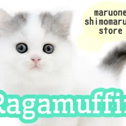 【 ラガマフィン 】まるでぬいぐるみ?穏やかな性格で懐っこい子猫がやってきた!