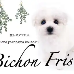 【 ビションフリーゼ 】大きな瞳にまん丸シルエットの短足ビション君