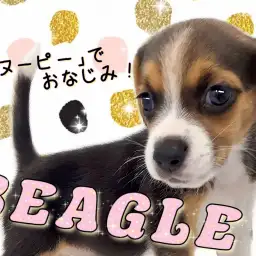 【 ビーグル 】賢くてフレンドリー！みんなに愛される横浜元町店の人気者！