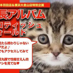 【 スコティッシュフォールド 】どこから見ても丸さが可愛いスコちゃんの成長記