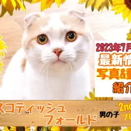 【 スコティッシュフォールド 】2nd紹介 フロア散歩も余裕なスコちゃん