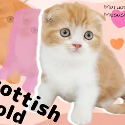 【 スコティッシュフォールド 】アイドルにゃんこの笑顔あふれる癒しをおすそわけ！