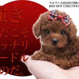 【 トイプードル 】強気赤こそレッチリプードル！大倉山自慢の男の子！