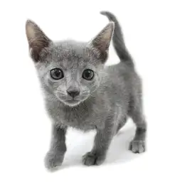 ロシアンブルー