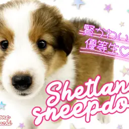 【 シェットランドシープドッグ 】優しい眼差しの賢い可愛い優等生!