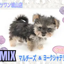 【 MIX 】とっても可愛いミニミニサイズのマルキーちゃん。