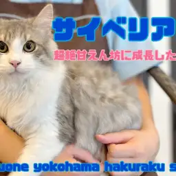 【 サイベリアン 】超がつくほど甘えん坊に成長!飼育経験者が語るサイちゃんの魅力