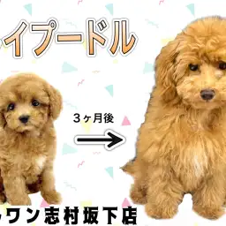 【 トイプードル 】まさに志村坂下店のアイドル！愛嬌たっぷりな女の子に成長中！