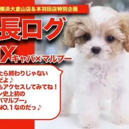 【 キャバマルプーちゃんの成長アルバム 】奇跡のスーパーハイブリッドMIXの成長記!