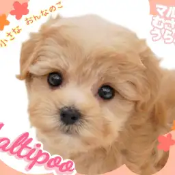 【 MIXマルプー 】レッドカラーがとっておき!キュートなお顔のぬいぐるみわんこ