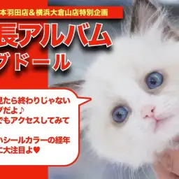 【 ラグドール 】ブルーの瞳のタヌキニャンコ!ラグドールちゃんの成長記