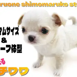 【 チワワ 】小さな身体とドワーフ体型が特徴!マズルも短くて白系チワワ好きは必見