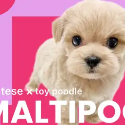 【 MIX犬 】永遠のベビーフェイス確定！天使のようなマルプーが降臨！