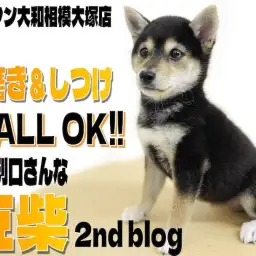 【 豆柴 】歯磨きにしつけもお任せ!優しく従順な性格と小柄さに磨きをかけました!