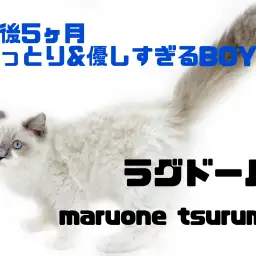 【 ラグドール 】生後5ヶ月のおっとり&優しすぎるBOY!