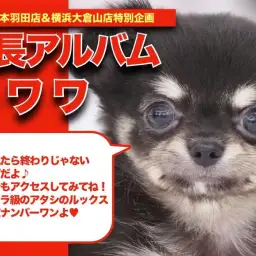 【 チワワ 】ウルトラ級の可愛さ!リアルミッキーの成長日記