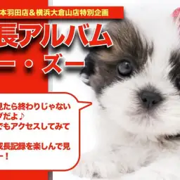 【 シーズー 】おっとりのんびりBOY!抜群の被毛を持つシーズーちゃんの成長日記