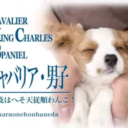 【 キャバリア 子犬 】ブレンハイムの癒し系男子!特技はへそ天従順わんこ!