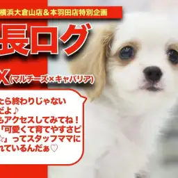 【 マルキャバちゃんの成長アルバム 】育てやすさピカイチのマルキャバちゃんの成長記!